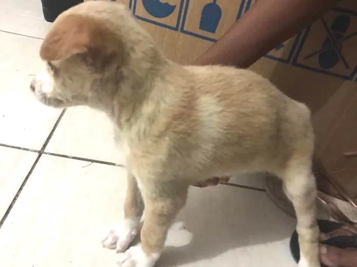Cachorro raça Não sei idade Abaixo de 2 meses nome Lola