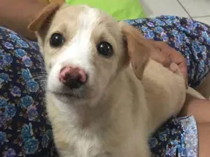 Cachorro raça Não sei idade Abaixo de 2 meses nome Lola