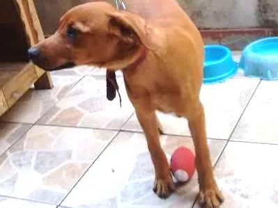 Cachorro ra a Rnd idade 2 a 6 meses nome Buzz