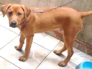 Cachorro raça Rnd idade 2 a 6 meses nome Buzz
