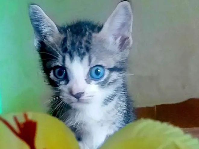 Gato ra a SRD idade Abaixo de 2 meses nome Dobby