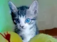 Dobby