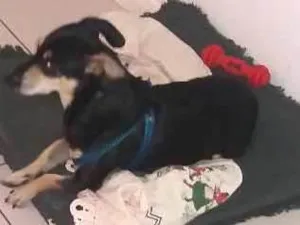 Cachorro raça Basê/Mestiço  idade 5 anos nome Apollo