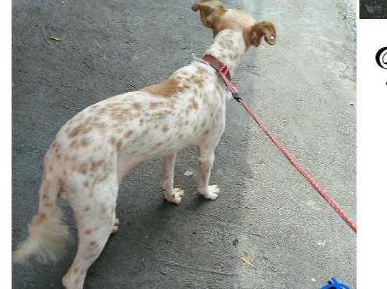 Cachorro ra a Lhasa Apso com Vira latas idade 7 a 11 meses nome Tchuca