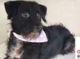 Bolotinha Pequena