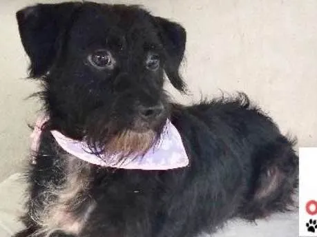 Cachorro ra a  idade 2 anos nome Bolotinha Pequena