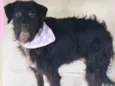 Bolotinha Pequena
