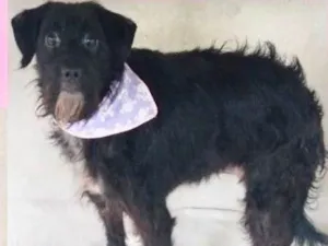 Cachorro raça  idade 2 anos nome Bolotinha Pequena