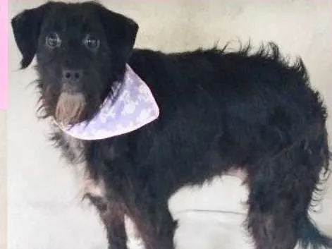 Cachorro ra a  idade 2 anos nome Bolotinha Pequena