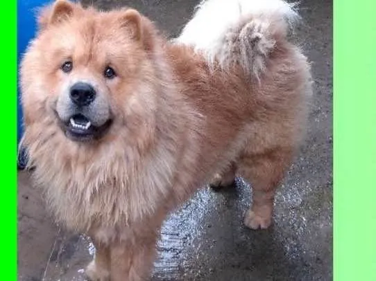 Cachorro ra a  idade 2 anos nome Jeremias
