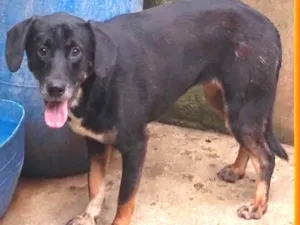 Cachorro raça  idade 2 anos nome Mayara