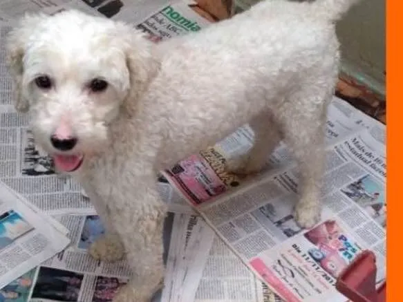Cachorro ra a  idade 2 anos nome Rebeca