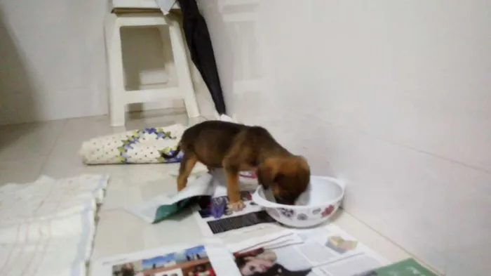 Cachorro ra a Sem  idade Abaixo de 2 meses nome Valente