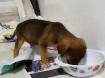 Cachorro ra a Sem  idade Abaixo de 2 meses nome Valente