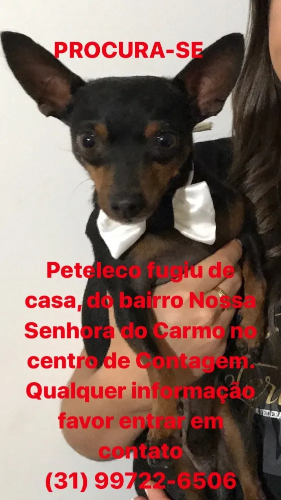 Cachorro ra a Pinscher idade 3 anos nome Peteleco