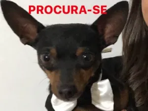 Cachorro raça Pinscher idade 3 anos nome Peteleco