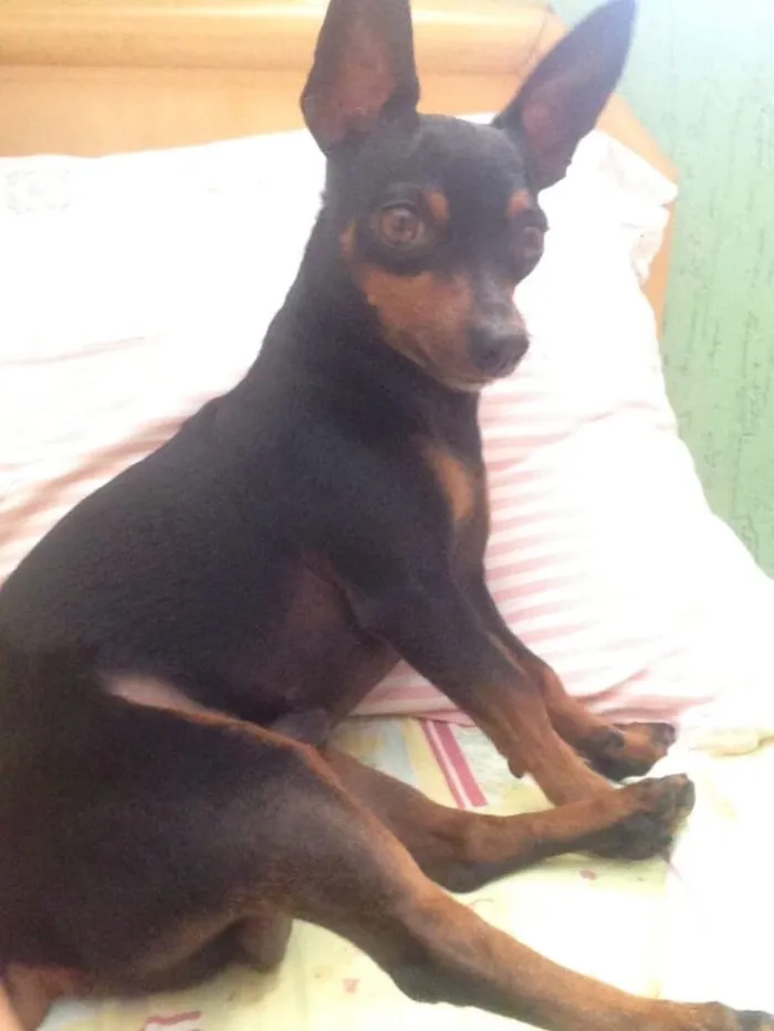 Cachorro ra a Pinscher idade 3 anos nome Peteleco