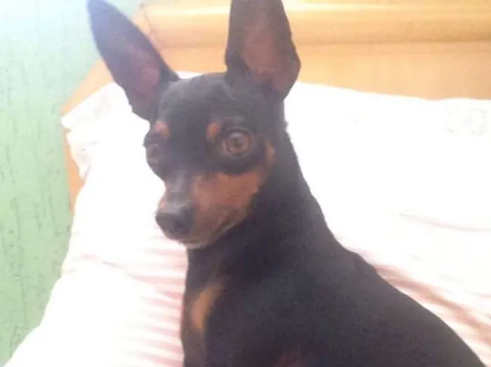 Cachorro ra a Pinscher idade 3 anos nome Peteleco