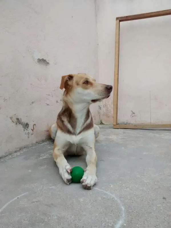 Cachorro ra a raça não definida idade 1 ano nome kakau