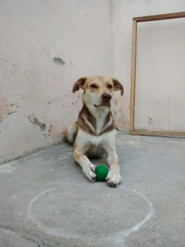 Cachorro ra a raça não definida idade 1 ano nome kakau