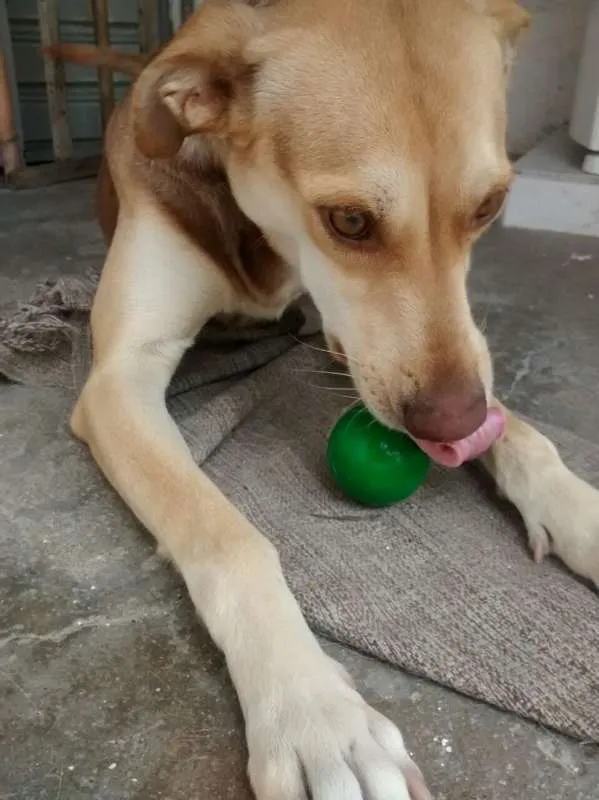 Cachorro ra a raça não definida idade 1 ano nome kakau
