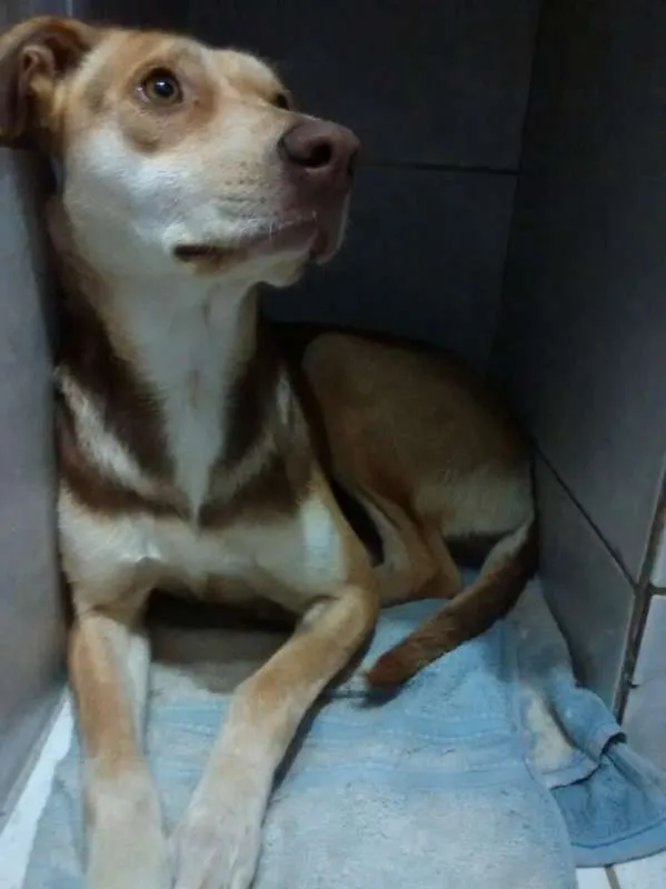 Cachorro ra a raça não definida idade 1 ano nome kakau