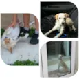 Snoopy