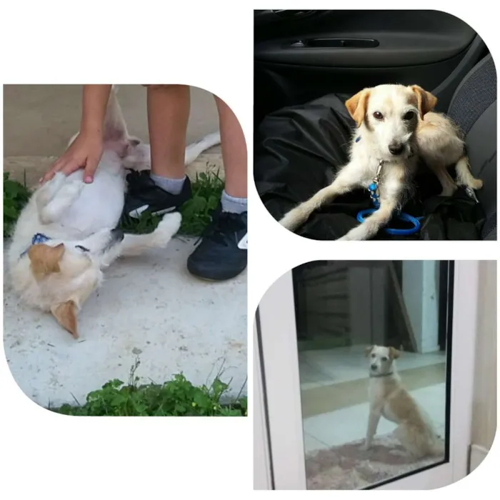 Cachorro ra a indefinida idade 6 ou mais anos nome Snoopy
