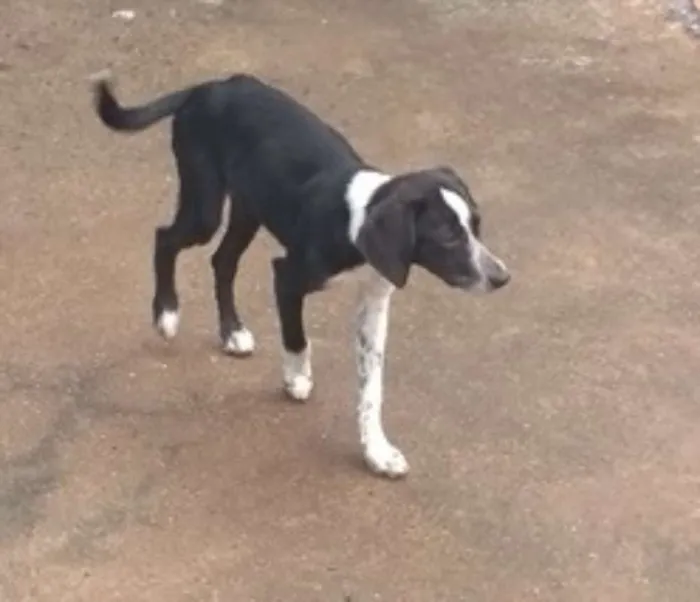 Cachorro ra a srd idade 2 a 6 meses nome Nina