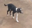 Nina