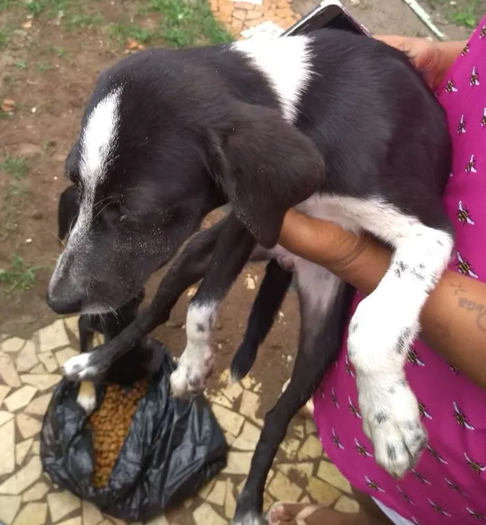 Cachorro ra a srd idade 2 a 6 meses nome Nina