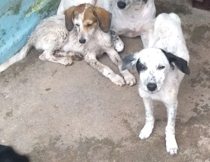 Cachorro ra a srd idade 2 a 6 meses nome Clara