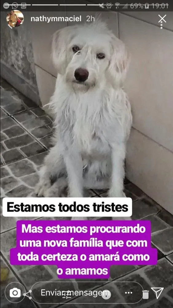 Cachorro ra a Mestiço  idade 2 anos nome Bemol