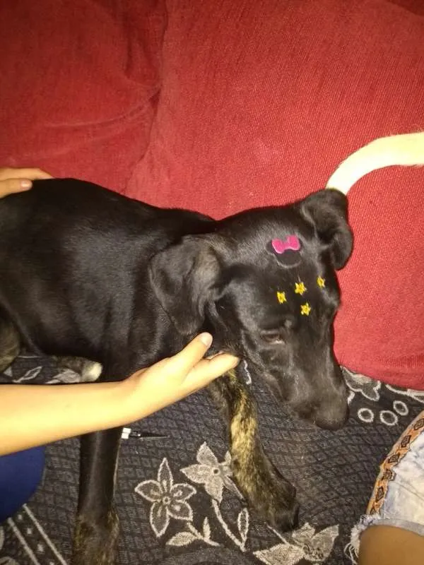 Cachorro ra a mix idade 2 a 6 meses nome Black