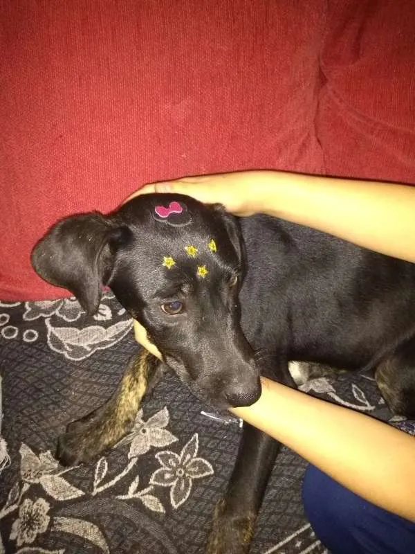 Cachorro ra a mix idade 2 a 6 meses nome Black