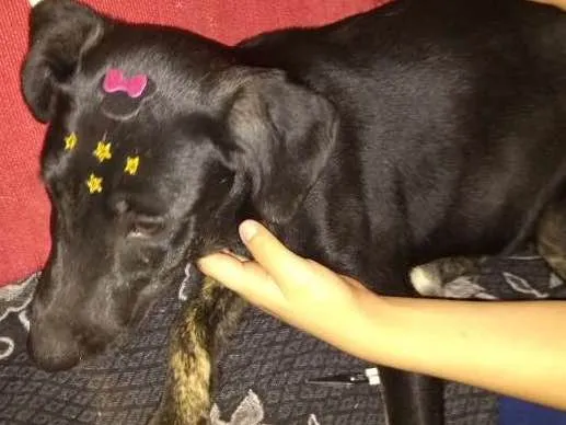 Cachorro ra a mix idade 2 a 6 meses nome Black