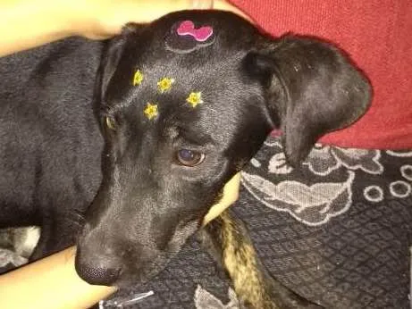 Cachorro ra a mix idade 2 a 6 meses nome Black