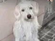 Bemol