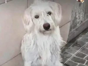 Cachorro raça Mestiço  idade 2 anos nome Bemol