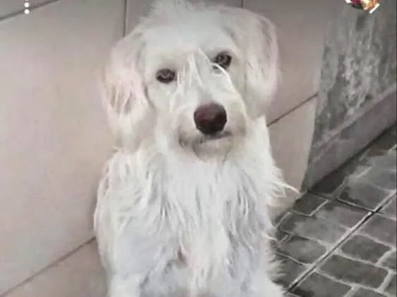 Cachorro ra a Mestiço  idade 2 anos nome Bemol
