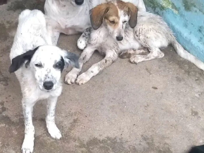 Cachorro ra a srd idade 2 a 6 meses nome Clara