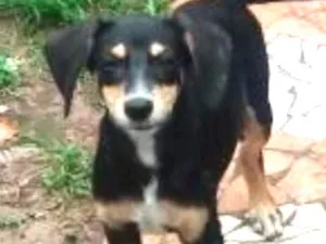 Cachorro raça srd idade  nome THOR