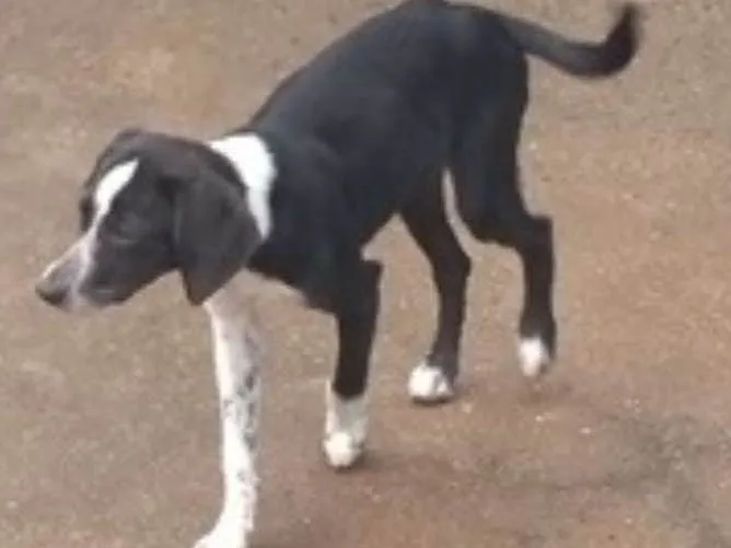 Cachorro ra a srd idade 2 a 6 meses nome Nina