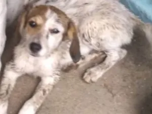 Cachorro raça srd idade  nome Dinda