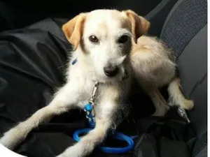 Cachorro raça indefinida idade 6 ou mais anos nome Snoopy