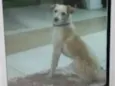 Snoopy