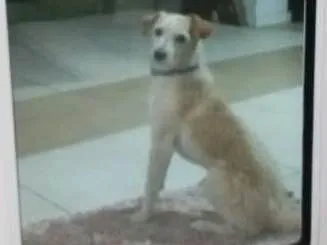 Cachorro ra a indefinida idade 6 ou mais anos nome Snoopy