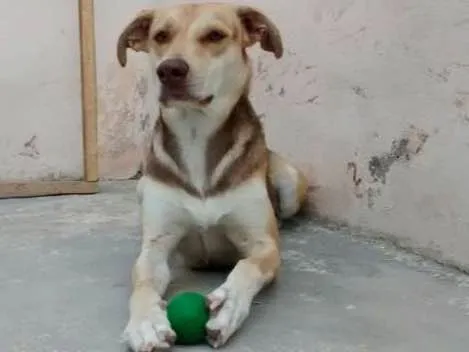 Cachorro ra a raça não definida idade 1 ano nome kakau