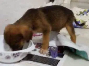 Cachorro ra a Sem  idade Abaixo de 2 meses nome Valente