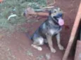 Aquiles